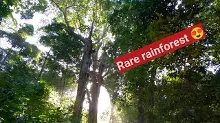 Rare rainforest in Iluka, nsw, Australia