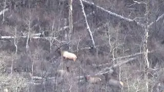 Tanya's Elk with the 6.5 PRC