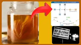 How Alcohol Forms in KOMBUCHA Brewing