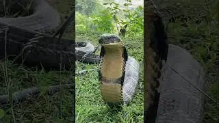 King Cobra on Move #wildlife #kingcobra #snakeworld #viralvideo #corbetttigerreserve #nikon