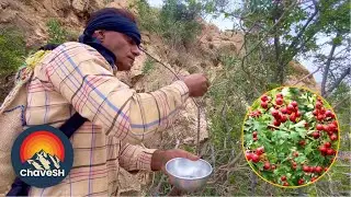 A nomadic man picks medicinal plants- Medicinal plants in rural nomadic mountains |Nomadic lifestyle