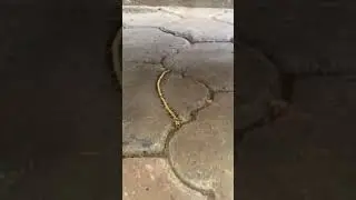 gold smuggling
