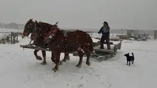 THE HORSES ARE GETTING BACK TO WORK #872