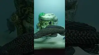 aquarium crocodile fish #fish #shortsvideo #animals