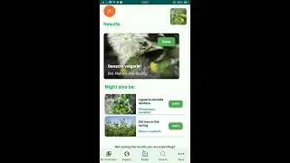 PlantSnap identifies an Old-Man-In-The-Spring (Senecio vulgaris)