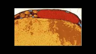 White Fat Cells Morphed Into Calorie-Burning Beige Fat Cells in New Experiment!