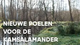 Kamsalamander krijgt nieuwe poelen in de Vallei van de Serskampse beek | Natuur en Bos