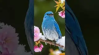 Mountain Bluebird perch on the branch&hellip;&hellip;#mountain bluebird #nature&rsquo;s。