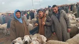 مباشرة من سوق الغنم جمعة العرارشة أجيو تشوفو الأتمنة بتاريخ 27/12/2024