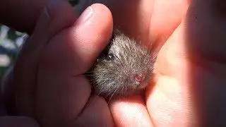 Short-tailed Vole (Field vole) (Microtus agrestis) - London UK
