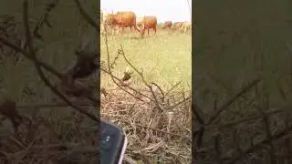 biconi studio MNYAMA AFIRICA TANZANAITE MAMA WAKAMBO VIDEOS KIOJO