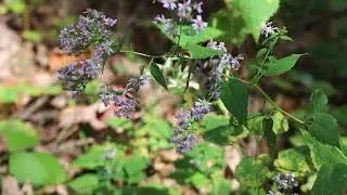 Nature Documentary