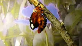 Hemileuca electra silkmoth expands wings timelapse HD V06566