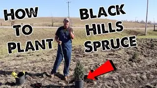 Planting Potted Evergreens [in a plowed field?]