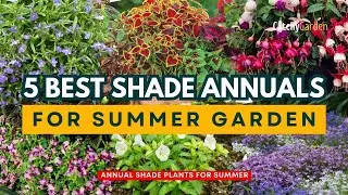 Hot and Beautiful : Discover the 5 Best Shade Annuals for Summer 🌸🌳☀️ // Gardening Ideas