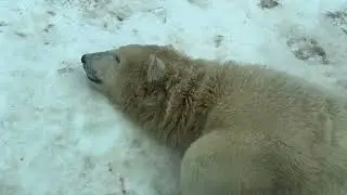 Tél a Nyíregyházi Állatparkban