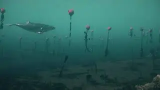 Les cons&eacute;quences impr&eacute;vues de la perte d'&eacute;quipement de p&ecirc;che