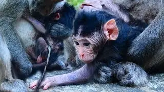 New Giving Birth This Morning In Heidi's Group, I Name Him Agala