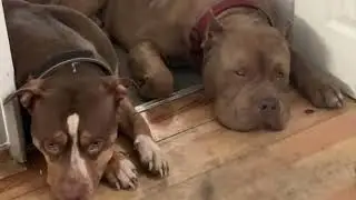 Time for a change the picture of the people at the end is helping to fighting for xl/dogs 2025 
