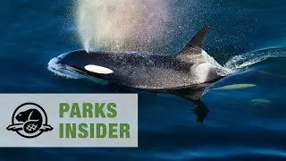 Southern Resident Killer Whales in Coastal British Columbia