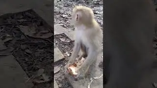 #shortvideo #monkeybaby #coconut #monkeycambodia