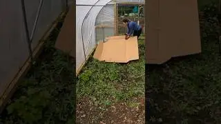 No Dig In The Polytunnel | Allotment Gardening UK 2024 #shorts #garden #allotment #uk
