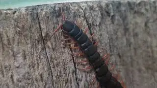 Кошки втроём охотятся на сколопендру. Three cats hunt a centipede