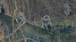 At least 9 Short-eared Owls (Asio flammeus), Eemdijk, The Netherlands, 11 February 2026