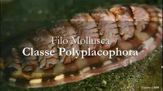 Filo Mollusca - Classe Polyplacophora