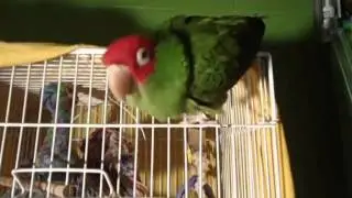 Female Cherry Head Conure Talking