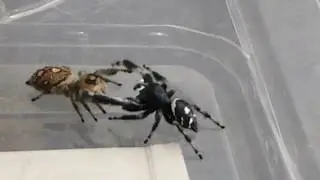 Phidippus regius (Regal Jumping Spider) courtship & pairing 30/10/16