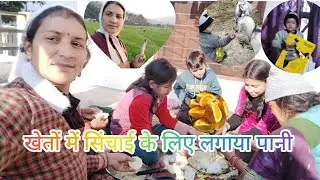 गेहूं के खेतों में सिंचाई के लिए लगाया पानी..🌿🌿