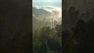 Peaceful forest view