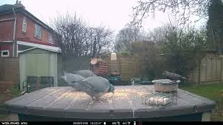 Starlings Pigeons Magpie