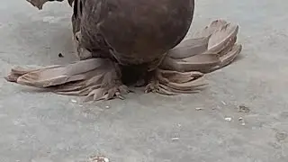 Fancy pigeon for sale in Darbhanga Bihar phone no.8538986512 (lakkha _siraji_ King-pigeon for sale)