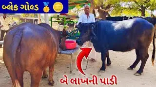 ૫ થી ૧૦ લાખમાં માંગે ૫ દિવસની વછેરી, નાની પાડિયો પણ ૨ લાખની બનાવી. Banni Buffalo In BanasKantha.