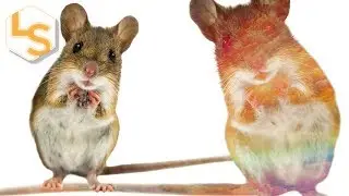 Mouse Study Examines Ideas of Hallucinations