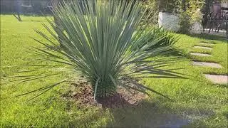 Rostrata, Gloriosa i Trachycarpus Fortunei, ostre cięcie.