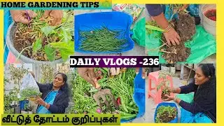 DAILY VLOGS -236| ☘️ வீட்டுத் தோட்டம் குறிப்புகள் | TERRACE GARDENING ✨