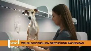 Welsh Gov publish Greyhound racing ban plans