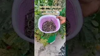 Harvesting Urad dal | black gram  from my terrace garden #blackgram #plant #harvesting #shorts
