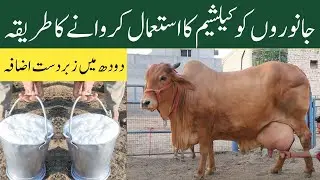 Calcium Benefits for Cows and Buffaloes | Dairy Farming in Pakistan