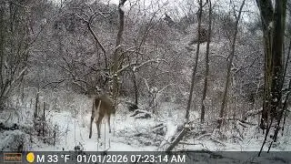 White Tail deer on the move! #whitetaildeerhunting