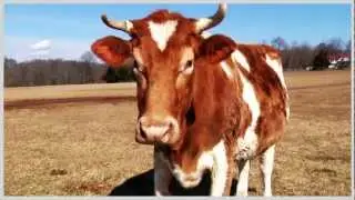 Ag Gag Undercover #1: No Film on Farms?