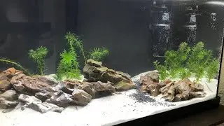 HOW TO: 54l Planted Aquarium (Low Tech No CO2)