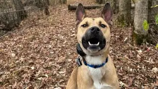 Connecticut dog training | Whiskey&rsquo;s owners wanted off leash freedom and a dog to jog next to them!