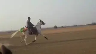 Surat horse sakab Racing