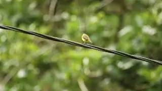 Subtropical Doradito, Pseudocolopteryx acutipennis, Doradito Lagunero