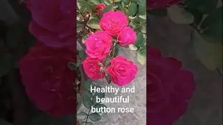 Cute Button Rose 🌹 | Best Flower Plant