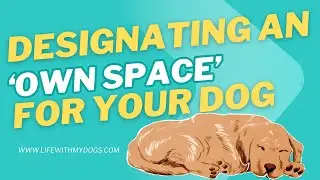 Designating an &lsquo;Own Space&rsquo; for Your Dog